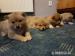 Akita INU - Predaj