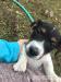 Predám šteniatka Jack russell teriér - Predaj