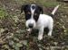 Predám šteniatka Jack russell teriér - Predaj