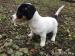 Predám šteniatka Jack russell teriér - Predaj