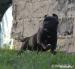 Staffordshire Bull Terrier, Staffik - ZKwP, FCI - Sprzedaż