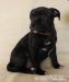 Staffordshire Bull Terrier, Staffik - ZKwP, FCI - Sprzedaż