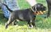 Staffordshire Bull Terrier, Staffik - ZKwP, FCI - Sprzedaż
