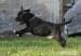 Staffordshire Bull Terrier, Staffik - ZKwP, FCI - Sprzedaż