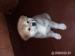 Akita Inu s PP - Prodej