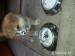 Akita Inu s PP - Prodej