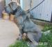 Šteniatka cane corso - Predaj