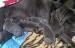 Šteniatka cane corso - Predaj