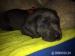 Šteniatka cane corso - Predaj