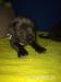 Šteniatka cane corso - Predaj
