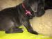 Šteniatka cane corso - Predaj