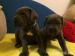 Šteniatka cane corso - Predaj