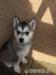 Sibirsky Husky - Predaj