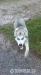 Pes husky - Prodej