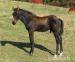 Appaloosa hřebeček, vynikající původ, nová krev  - Prodej