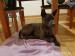 Thajský ridgeback modrý - Prodej