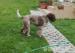 Lagotto Romagnolo - Prodej