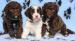 Lagotto Romagnolo - Prodej