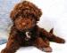 Lagotto Romagnolo - Prodej