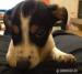Predám šteniatka Jack russell teriér - Predaj