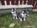 Sibírsky husky - Predaj