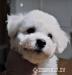 Bišonek - Bichon Frisé - Prodej