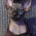 DeTrojanS*Sphynx*Sfinks*bezwłos - Sprzedaż