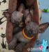 kochane*miziaste*Sphynx* - Sprzedaż