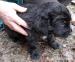 štěňata kříženci typu labrador - Darování