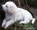 štěňata kříženci typu labrador - Darování