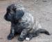 štěňata kříženci typu labrador - Darování