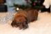 Rhodesian Ridgeback - Predaj