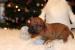 Rhodesian Ridgeback - Predaj