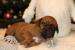 Rhodesian Ridgeback - Predaj