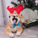Akita Inu s PP - Prodej