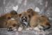 Akita Inu s PP - Prodej