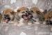 Akita Inu s PP - Prodej