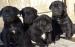 Cane Corso s PP - Predaj