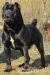 Cane Corso s PP - Predaj
