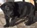 Cane Corso s PP - Predaj