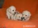 Golden retriever s PP - štěňata /zlatý retrívr/ - Prodej
