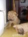 Štěňata shar-pei - Prodej