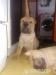 Štěňata shar-pei - Prodej