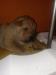 Štěňata shar-pei - Prodej
