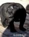 Cane Corso - Predaj