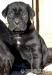 Cane Corso - Predaj