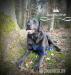 Exklusivne Labrador steniatka Rodicia s Pp - Predaj