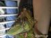 CHAMELEON samec, samice + TERÁRIUM 160 x 70 x 50 - Prodej