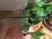CHAMELEON samec, samice + TERÁRIUM 160 x 70 x 50 - Prodej