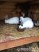 Brojlerový králík Hyla - F1 - Prodej